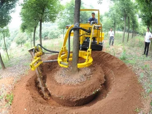 金丝楠木苗裸根移植怎么操作